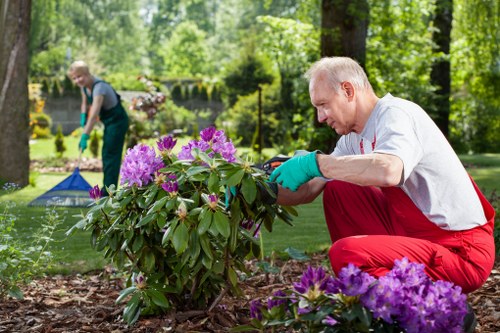 A man with grey hair, wearing a white t-shirt, red trousers, and teal gardening gloves, is kneeling beside a vibrant rhododendron shrub in a well-maintained outdoor garden, gently tending to the plant. The garden features a neatly edged flower bed with purple and pink blooming flowers, set against a lush green lawn with healthy grass. In the background, another person is seen wearing a grey top and dark trousers, engaged in gardening activities near a tent or garden equipment, with tall trees and dense foliage providing shade and natural scenery. The environment appears to be a sunny day with bright, natural lighting highlighting the various plant textures and shades of green, making the garden look lively and well cared for. The scene underscores professional gardening and landscaping efforts likely offered by Gardening Services Whitechapel, with attention to plant health and garden aesthetics, situated within a typical residential outdoor space in Whitechapel or nearby for local SEO relevance.