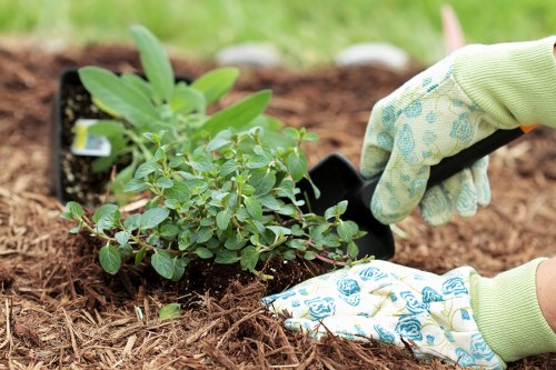 Healthy, trimmed hedges promoting plant growth