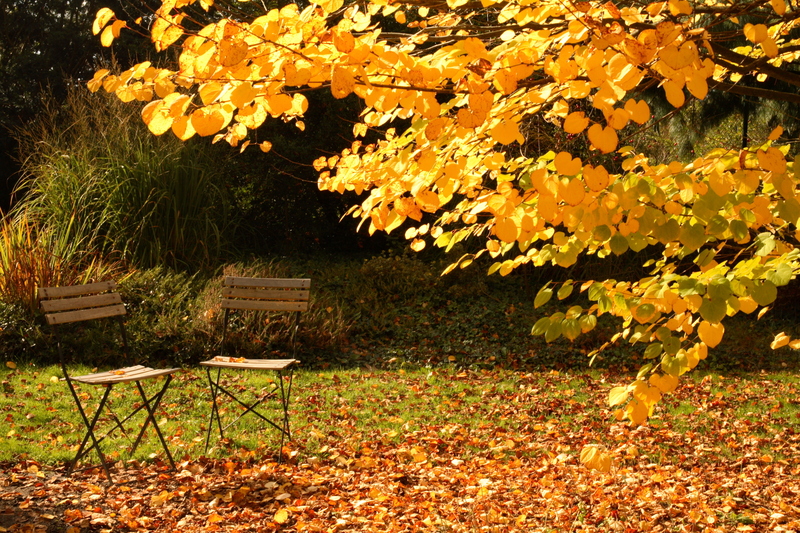 garden backyard